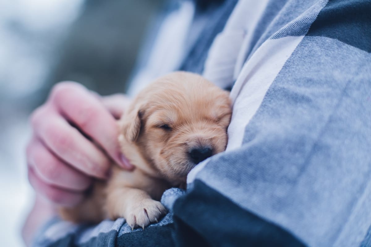 Vet holding a puppy